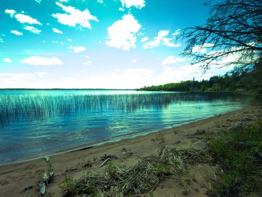 Ölü bitkilerle dolu göl kıyısı