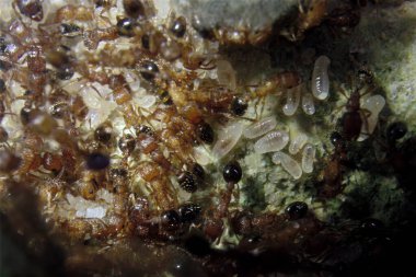 Karınca kolonisi iç makro görünümü