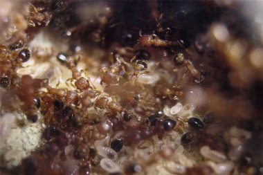 Karınca kolonisi iç makro görünümü