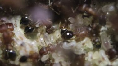 Karınca kolonisi iç görünümü kapat