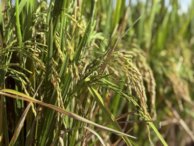 Doğal güneş ışığı altında bir çeltik tarlasında olgun pirinç bitkilerinin yakın çekimi. Tarım ve gıda endüstrisi içeriği, editoryal kullanım, kırsal temalar, sürdürülebilirlik konuları ve eğitim materyalleri için uygundur.