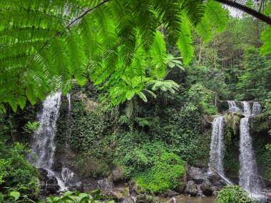 Yoğun yeşil yapraklar, eğreltiotları ve canlı orman bitkileriyle çevrili ikiz şelalelerin bulunduğu verimli bir tropikal orman manzarası dingin ve ferahlatıcı bir doğal atmosfer yaratıyor.