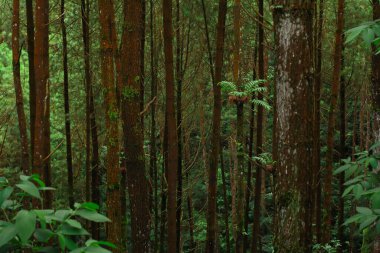 Uzun ağaç gövdeleri ve yemyeşil bitki örtüsüyle tropikal orman doğal bir orman ortamı yaratıyor. Ekoloji ve koruma temaları için uygundur. Biyolojik çeşitlilik, seyahat ve macera içeriği, çevre kampanyaları ve doğa geçmişi