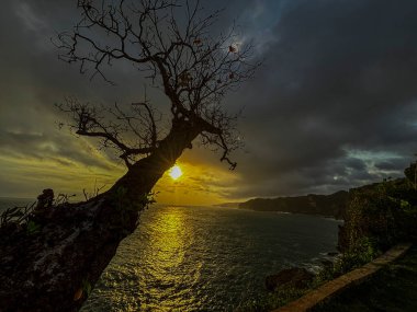 Sahilde güzel bir gün batımı manzarası ön planda dramatik bir kuru mangrov ağacı silueti altın ışığı yansıtan suya ulaşıyor. Karanlık, bulutlu bir akşam gökyüzü karamsar ama sanatsal bir atmosfer yaratır.
