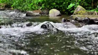 4K sakin bir nehrin doğal görüntülerini rahatlatan, yemyeşil orman boyunca yavaşça akan, pürüzsüz, titreşmeyen çekimler için kararlı bir tripodla yakalanan, meditasyon, ambiyans ve stres rahatlaması için ideal, doğal sesleri sağlayan,
