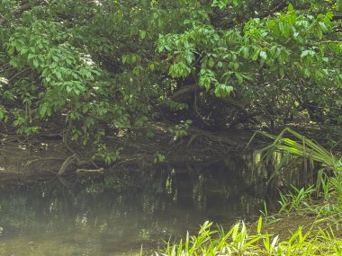 Bereketli yeşil bitki örtüsü ve doğal nehir kıyısı dokularıyla çevrili sakin tropikal orman akıntısı. Doğa, çevre, rahatlama ve eko-turizm kavramlarına uygun barışçıl yaban hayatı.
