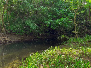 Bereketli yeşil bitki örtüsü ve doğal nehir kıyısı dokularıyla çevrili sakin tropikal orman akıntısı. Doğa, çevre, rahatlama ve eko-turizm kavramlarına uygun barışçıl yaban hayatı.