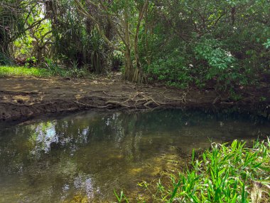 Bereketli yeşil bitki örtüsü ve doğal nehir kıyısı dokularıyla çevrili sakin tropikal orman akıntısı. Doğa, çevre, rahatlama ve eko-turizm kavramlarına uygun barışçıl yaban hayatı.