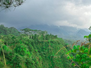 Dağları ve arka planında bulutlu gökyüzü olan yemyeşil bir tropikal orman vadisi. Seyahat ve turizm içeriği, çevre temaları, editoryal kullanım ve doğa manzarası için elverişli.