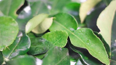 Makro yakın plan taze kaffir kireç yaprakları doğal dokuya ve canlı yeşil renge sahip. Endonezya ve Güneydoğu Asya mutfağında, bitkisel ilaçlarda ve geleneksel sağlık hazırlıklarında yaygın olarak kullanılan tropik bitkiler..