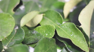 Makro yakın plan taze kaffir kireç yaprakları doğal dokuya ve canlı yeşil renge sahip. Endonezya ve Güneydoğu Asya mutfağında, bitkisel ilaçlarda ve geleneksel sağlık hazırlıklarında yaygın olarak kullanılan tropik bitkiler..