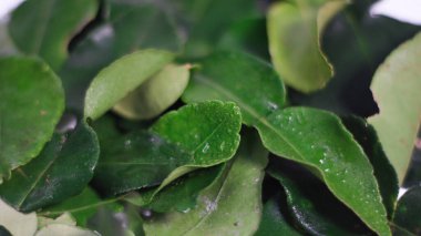 Makro yakın plan taze kaffir kireç yaprakları doğal dokuya ve canlı yeşil renge sahip. Endonezya ve Güneydoğu Asya mutfağında, bitkisel ilaçlarda ve geleneksel sağlık hazırlıklarında yaygın olarak kullanılan tropik bitkiler..