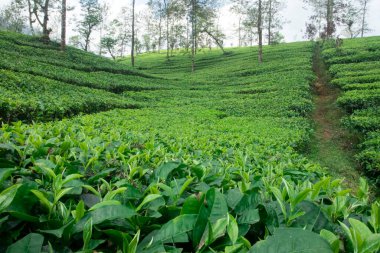 Arka planda bulanık bir çay tarlasında yetişen taze yeşil çay yapraklarının yakın çekimi. Tarım arazisi çay üretimi, organik tarım ve doğal içecek malzemeleriyle ilgilidir..