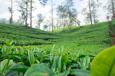 Arka planda bulanık bir çay tarlasında yetişen taze yeşil çay yapraklarının yakın çekimi. Tarım arazisi çay üretimi, organik tarım ve doğal içecek malzemeleriyle ilgilidir..