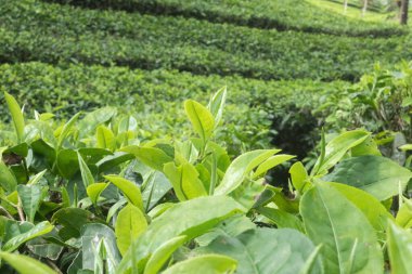 Arka planda bulanık bir çay tarlasında yetişen taze yeşil çay yapraklarının yakın çekimi. Tarım arazisi çay üretimi, organik tarım ve doğal içecek malzemeleriyle ilgilidir..