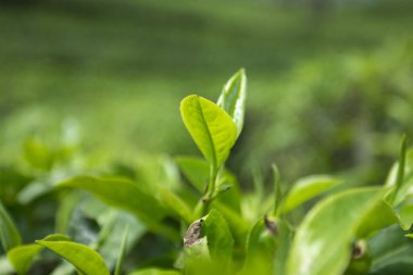 Yeşillik bir tarlada yetişen taze yeşil çay yapraklarının yakın görüntüsü, canlı doğal dokular ve sağlıklı tropikal yaprakların zengin rengi.