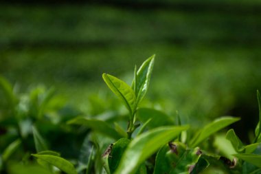 Yeşillik bir tarlada yetişen taze yeşil çay yapraklarının yakın görüntüsü, canlı doğal dokular ve sağlıklı tropikal yaprakların zengin rengi.