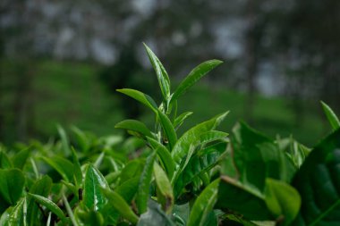 Arka planda bulanık bir çay tarlasında yetişen taze yeşil çay yapraklarının yakın çekimi. Tarım arazisi çay üretimi, organik tarım ve doğal içecek malzemeleriyle ilgilidir..