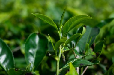 Yeşillik bir tarlada yetişen taze yeşil çay yapraklarının yakın görüntüsü, canlı doğal dokular ve sağlıklı tropikal yaprakların zengin rengi.