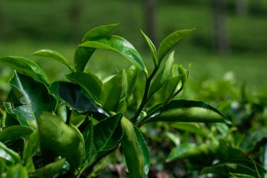 Yeşillik bir tarlada yetişen taze yeşil çay yapraklarının yakın görüntüsü, canlı doğal dokular ve sağlıklı tropikal yaprakların zengin rengi.