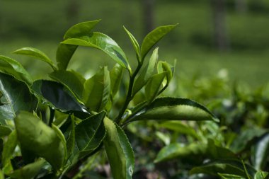 Arka planda bulanık bir çay tarlasında yetişen taze yeşil çay yapraklarının yakın çekimi. Tarım arazisi çay üretimi, organik tarım ve doğal içecek malzemeleriyle ilgilidir..