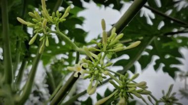 Yağmurun yağış sırasında taze yeşil yapraklara yağışının 4K yakın çekim görüntüleri. Sabit ve pürüzsüz görsellerle doğal çevre yağmuru görüntüsü kaydedildi. Doğa belgeselleri, gevşeme videoları, çevre temaları ve sakinleştirme geçmişi için ideal