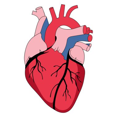 İnsan kalbi anatomisi simgesi