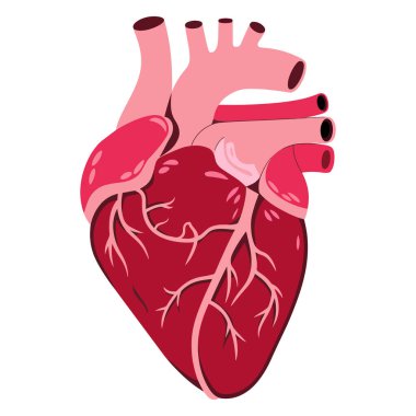 İnsan kalbi anatomisi simgesi