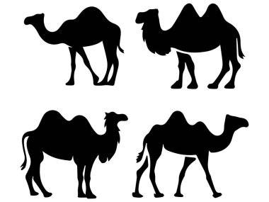 Deve Siluetleri Seti Çeşitli Pozisyonlar
