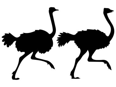 Beyaz Arkaplanda Devekuşu Siluetleri Çizimi