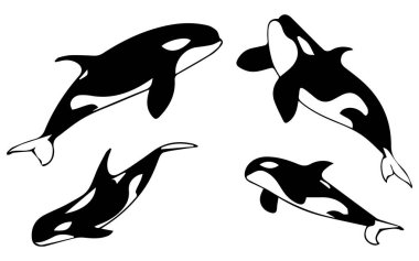 Orca Balinası Siluet Koleksiyonu Çeşitli Biçimlerde