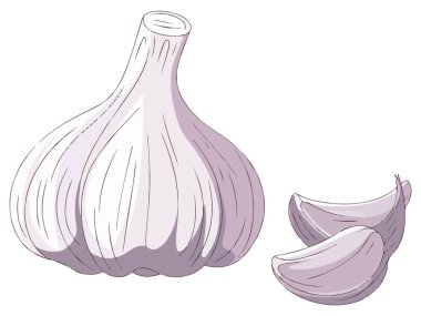 Organik Sarımsak Sebze Taze Sarımsak ve Parçaları Vektör Tasarımı