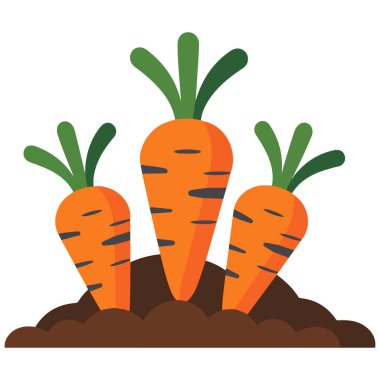 Çiftlik ortamında havuç yetişiyor.