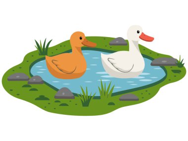 Ördekler huzurlu bir gölette yüzüyor.