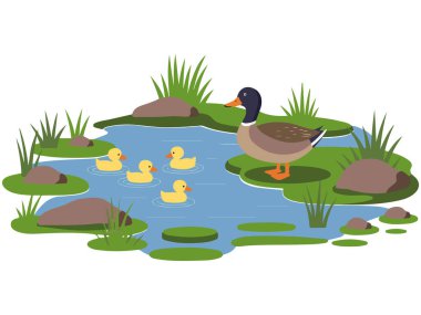 Anne ördek ve su içinde ördekler