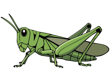 beyaz zemin üzerine çekirge