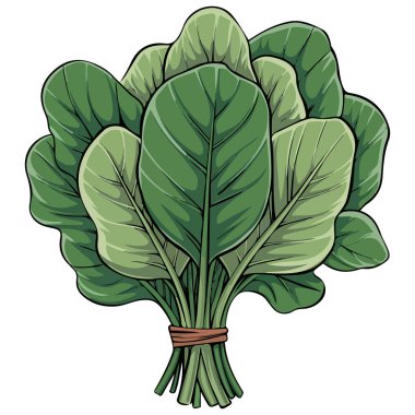 Taze ıspanak beyaz arkaplanda izole edilmiş vektör çizimi bırakır