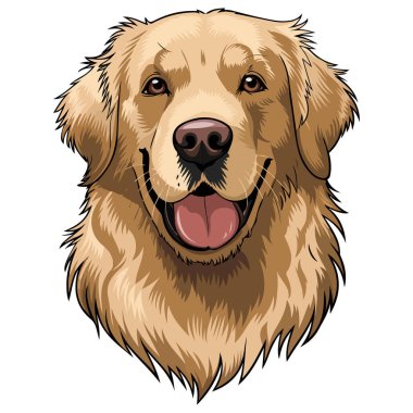 Beyaz arkaplanda Golden retriever izole vektör çizimi