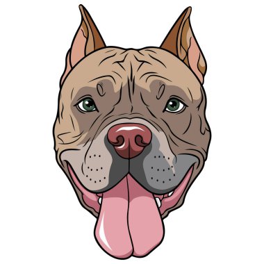 Beyaz arkaplanda Pitbull