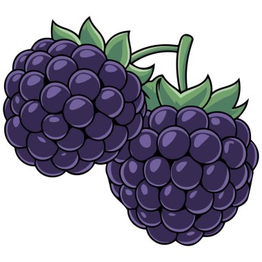 Blackberry beyaz arkaplanda izole vektör çizimi