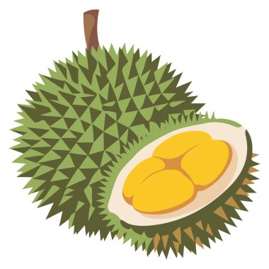 Beyaz arkaplanda Durian meyvesi izole edilmiş vektör çizimi