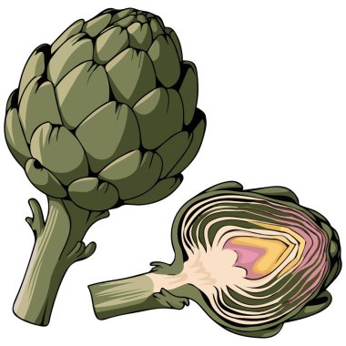 Beyaz arkaplandaki enginar izole edilmiş vektör çizimi