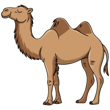 Deve vektörü beyaz arkaplanda izole edilmiş vektör çizimi