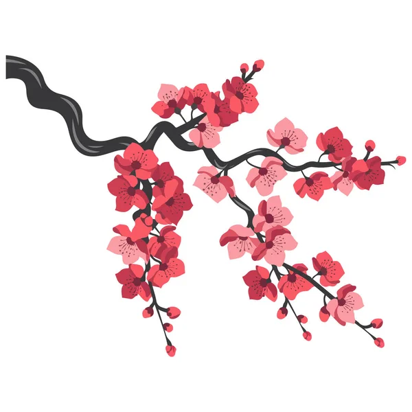 Beyaz arkaplanda kiraz çiçekleri dal izole vektör çizimi