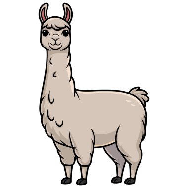 Lama çizgi filmi beyaz arkaplanda izole edilmiş vektör çizimi
