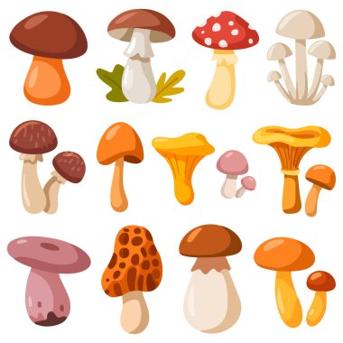 İstiridye mantarı ve shiitake çeşitleri içeren çeşitli orman mantarları.