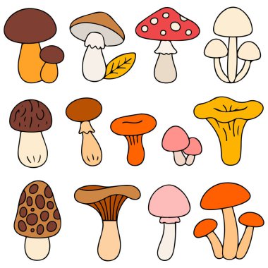 Yenebilir boletus ve organik orman çeşitleri içeren yabani mantar çeşitleri vektör illüstrasyonları