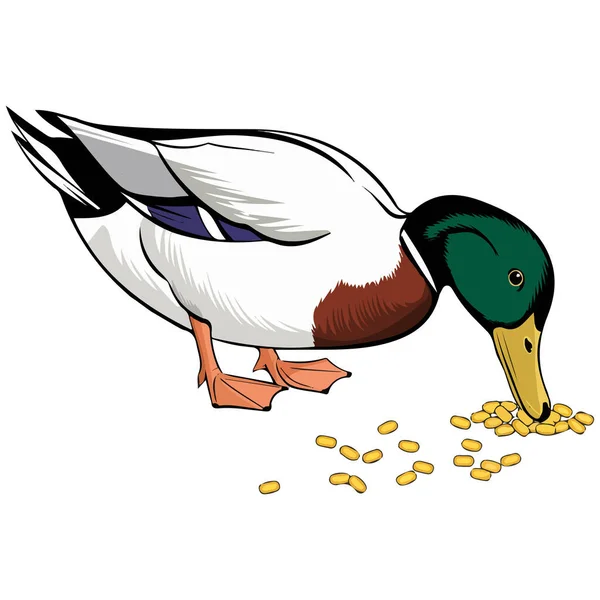 Beyaz arkaplanda beyaz arkaplan yiyen sevimli ördek izole vektör çizimi