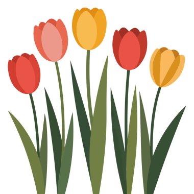 Çiçek açan laleler bahar çiçekleri çiçek yeşili yapraklar el çizimi botanik elementler vektörü