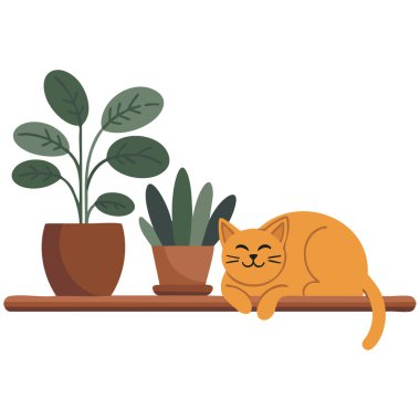  Mutfak rafındaki saksı bahçesinin yanında uyuyan kedi.